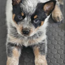 AKC Champion Bloodline Australian Cattle Dog - Lime Collar Girl - Blue female Australian Cattle Dog puppy in Cassatt, South Carolina from B & E Farms