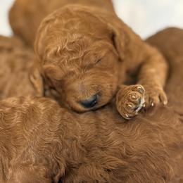 Boy 1 - Red  male Poodle puppy in Bettendorf, Iowa from Red Door Poodles