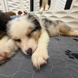 Tamales - Blue merle male Australian Shepherd puppy in Anniston, Alabama from All Hale Aussies