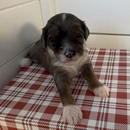 Boy 6 - Merle male Bernedoodle puppy in Perryville, Maryland from Heavenly Heritage Dachshunds and Doods