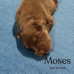 Moses - Red tri-color male Australian Shepherd puppy in Columbia, Kentucky from Caywood Aussies