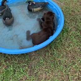 Boykin Spaniel Puppies from Indian Field Boykins