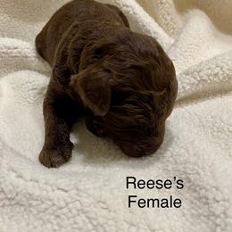 Aussiedoodle Puppies from White River Doodles