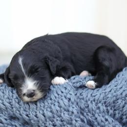 Charles - Black and white male Bernedoodle puppy in Yuba City, California from Ranch House Doodles