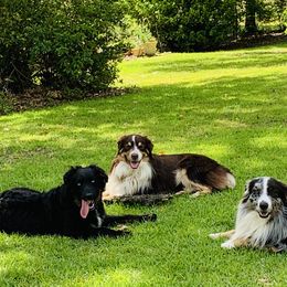 Australian Shepherds from Parkman House Aussies
