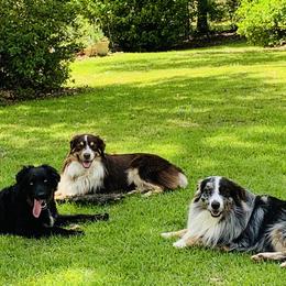 Australian Shepherds from Parkman House Aussies