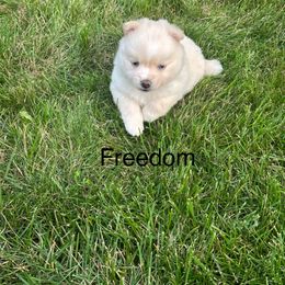 Freedom - White male Pomsky puppy in Marshall, Minnesota from Miles of Smiles Pomskies