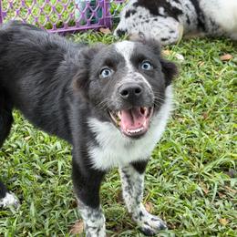 Boy 2 - Black tri-color male Australian Shepherd puppy in Lakeland, Florida from Infinite Aussies