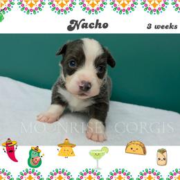 Nacho - Gray and white male American Corgi puppy in Mansfield, Ohio from Moonrise corgis