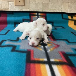 Poodle and Toy Australian Shepherd Puppies from 2B Aussies