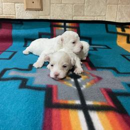 Poodle and Toy Australian Shepherd Puppies from 2B Aussies