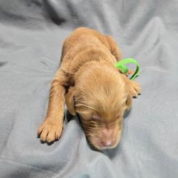 Lucas - Apricot male Goldendoodle puppy in Georgetown, Tennessee from Georgetown designer and purebred puppies