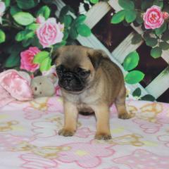Jetta - Fawn female Pug puppy in Tuscola, Illinois from Dream on puppies