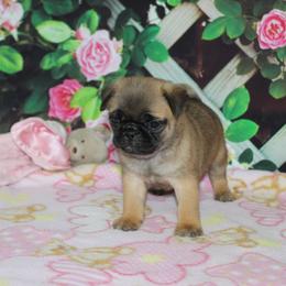 Jetta - Fawn female Pug puppy in Tuscola, Illinois from Dream on puppies