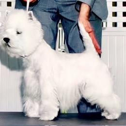 West Highland White Terrier All Grown Up from Birch Bark Westies