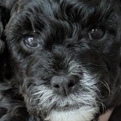 Cavapoos from Jessica Bjokne