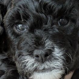 Cavapoos from Jessica Bjokne