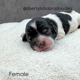 Lizzie - Black female Australian Labradoodle puppy in Denton, Texas from Liberty Hill Labradoodles
