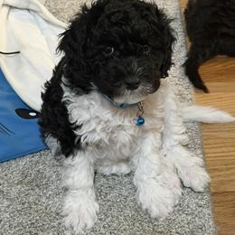 Cavapoo Puppies from House of Cavapoos