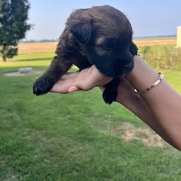 Emma. Tan. - Wheaten female Soft Coated Wheaten Terrier puppy in Illinois from Sarabeth's Friendly Pups