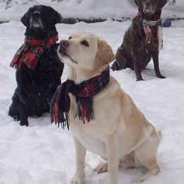 Labrador Retrievers from Anita Eisthen