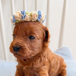 Goldendoodles from Beanie Bear Doodles