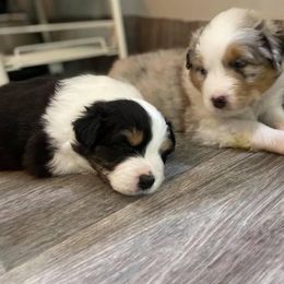Australian Shepherd Puppies from Kristi Speck