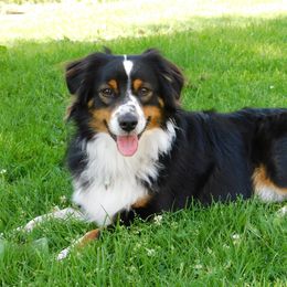 Cash - Miniature Australian Shepherd