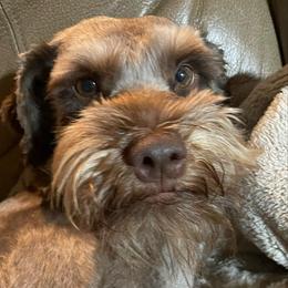 Elliot Monroe - Miniature Schnauzer