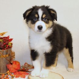 Miniature American Shepherd Puppies from Lone Pine Miniature American Shepherds