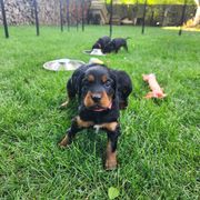 Gordon Setter Puppies from Tom McCleary
