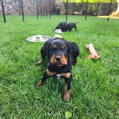 Gordon Setter Puppies from Tom McCleary