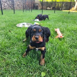 Gordon Setter Puppies from Tom McCleary