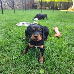 Gordon Setter Puppies from Tom McCleary