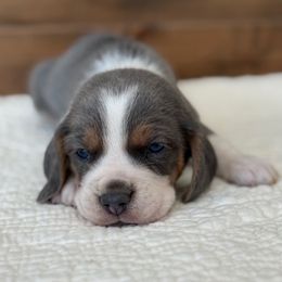 Green male - Blue tan and white male Beagle puppy in Shelley, Idaho from Idaho Beagles
