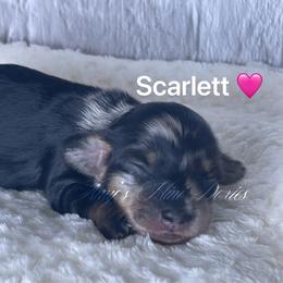 Scarlett - Dapple female Dachshund puppy in Jena, Louisiana from Amy’s Mini Doxies