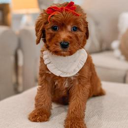 Iris - Red  female Goldendoodle puppy in Iola, Texas from Supreme Doodles of Texas