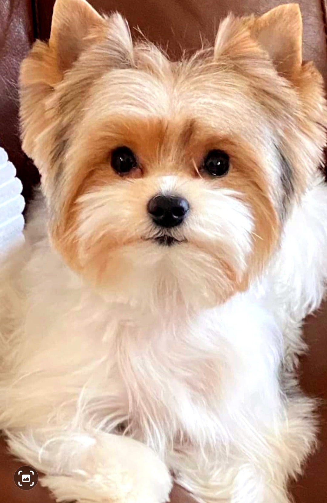 Layla - Yorkshire Terrier