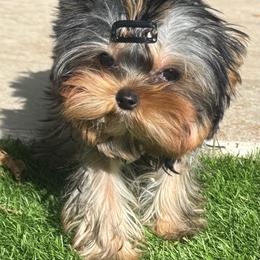 Adano - Black and tan male Yorkshire Terrier puppy in Coral Springs, Florida from Jennipher's Yorkshire Terriers