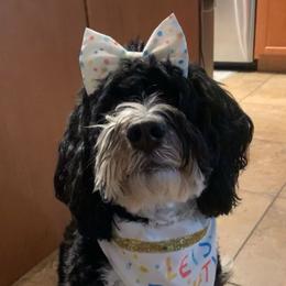 Sophie - Bernedoodle