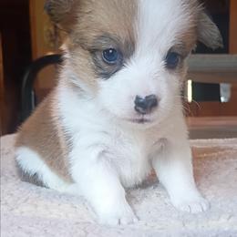 Maisy - Sable female Pembroke Welsh Corgi puppy in Checotah, Oklahoma from Skoal Creek Corgi's
