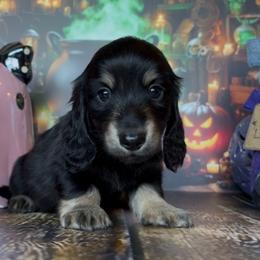 Merlin - Black and cream male Dachshund puppy in Floresville, Texas from Muddy River Dachshunds