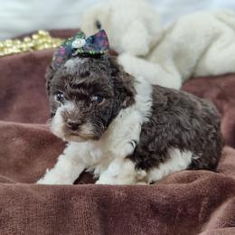 Coton de Tulear and Poodle Puppies from Legacy Pets