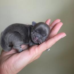 Jonathan - Blue male Shih Tzu puppy in Lancaster, Ohio from Wandering Tzu