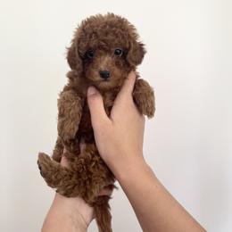 Goldendoodle and Poodle Puppies from Luxipawspoodlesanddoodles