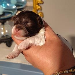 Poodle puppies from Polk County Peekapoos