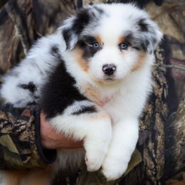 Gomez - Blue merle male Australian Shepherd puppy in Georgetown, Texas from River Reign Australian Shepherds