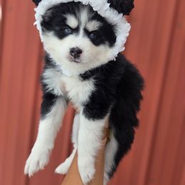 Kencaid - Black and white female Pomsky puppy in Mc Callsburg, Iowa from SZ Rolling Acres LLC