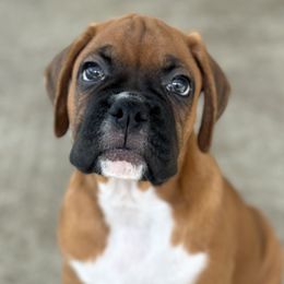 Boxer Puppies from Starlight Boxer Corner