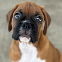 Boxer Puppies from Starlight Boxer Corner